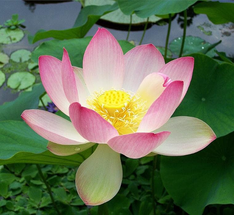 Vu lan này con vắng nhà, mẹ ơi!